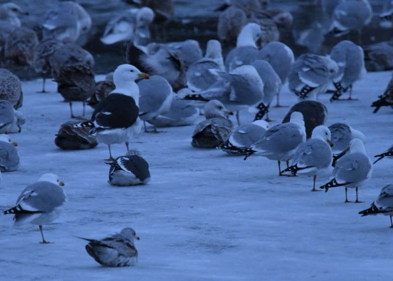 Lesser Black-backed Gull - ML615134103