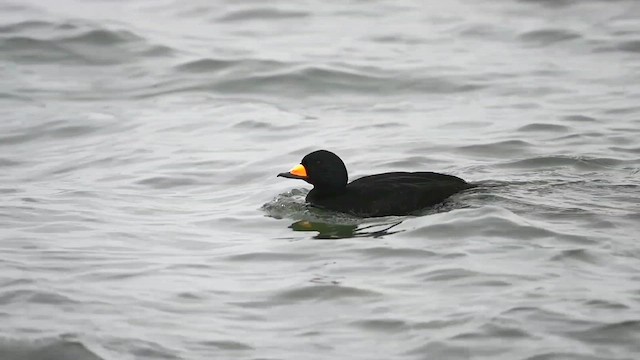 Black Scoter - ML615134105