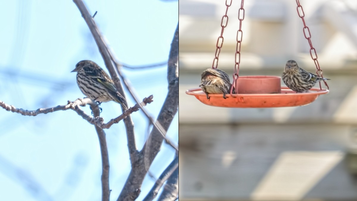 Pine Siskin - ML615134193