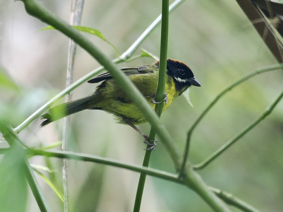 シラヒゲヤブシトド（albofrenatus） - ML615134195