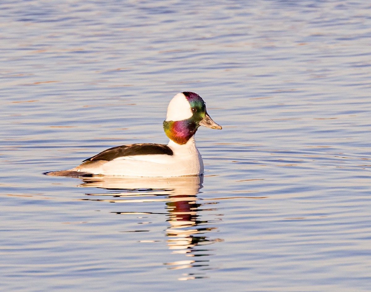 Bufflehead - ML615134214