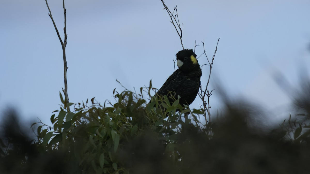 Yellow-tailed Black-Cockatoo - ML615134327