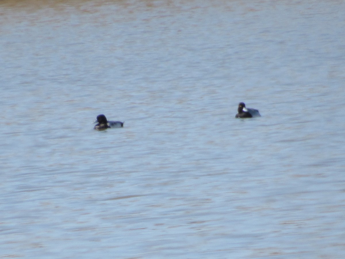 Lesser Scaup - ML615134358