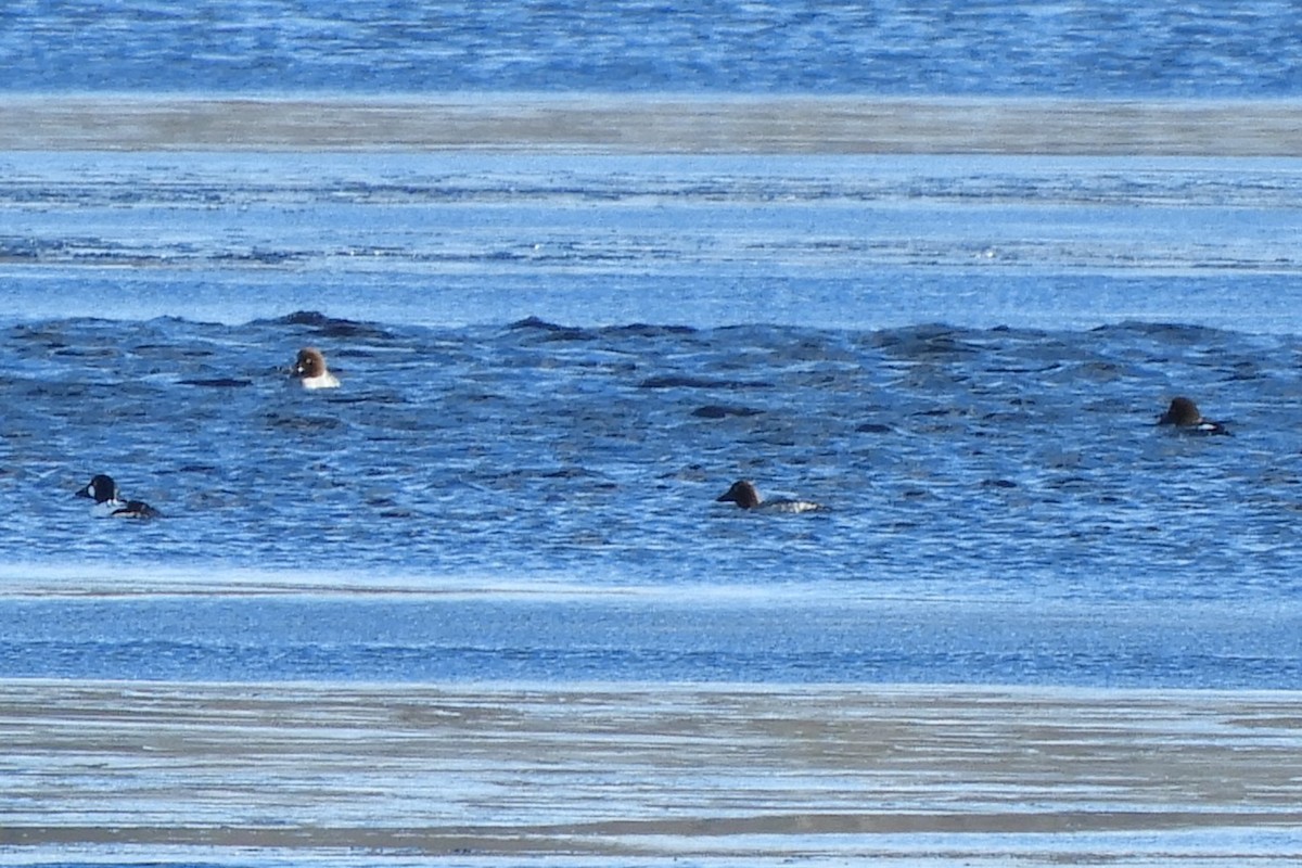 Common Goldeneye - ML615134372