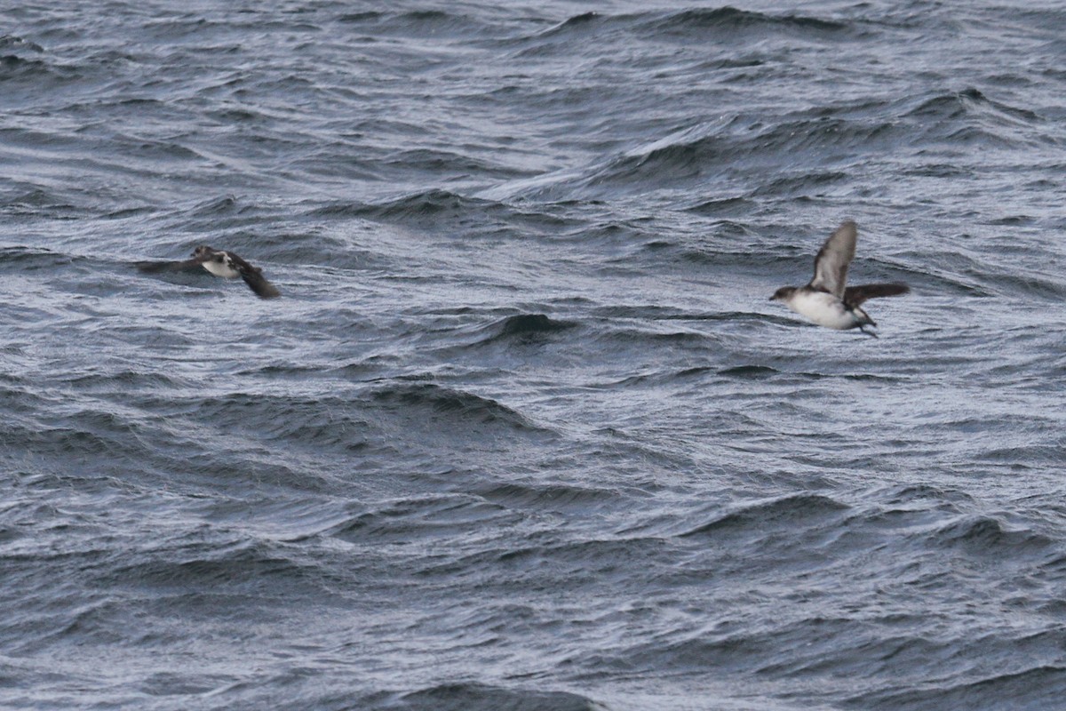 Common Diving-Petrel - ML615134412