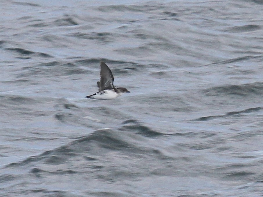 Common Diving-Petrel - ML615134422