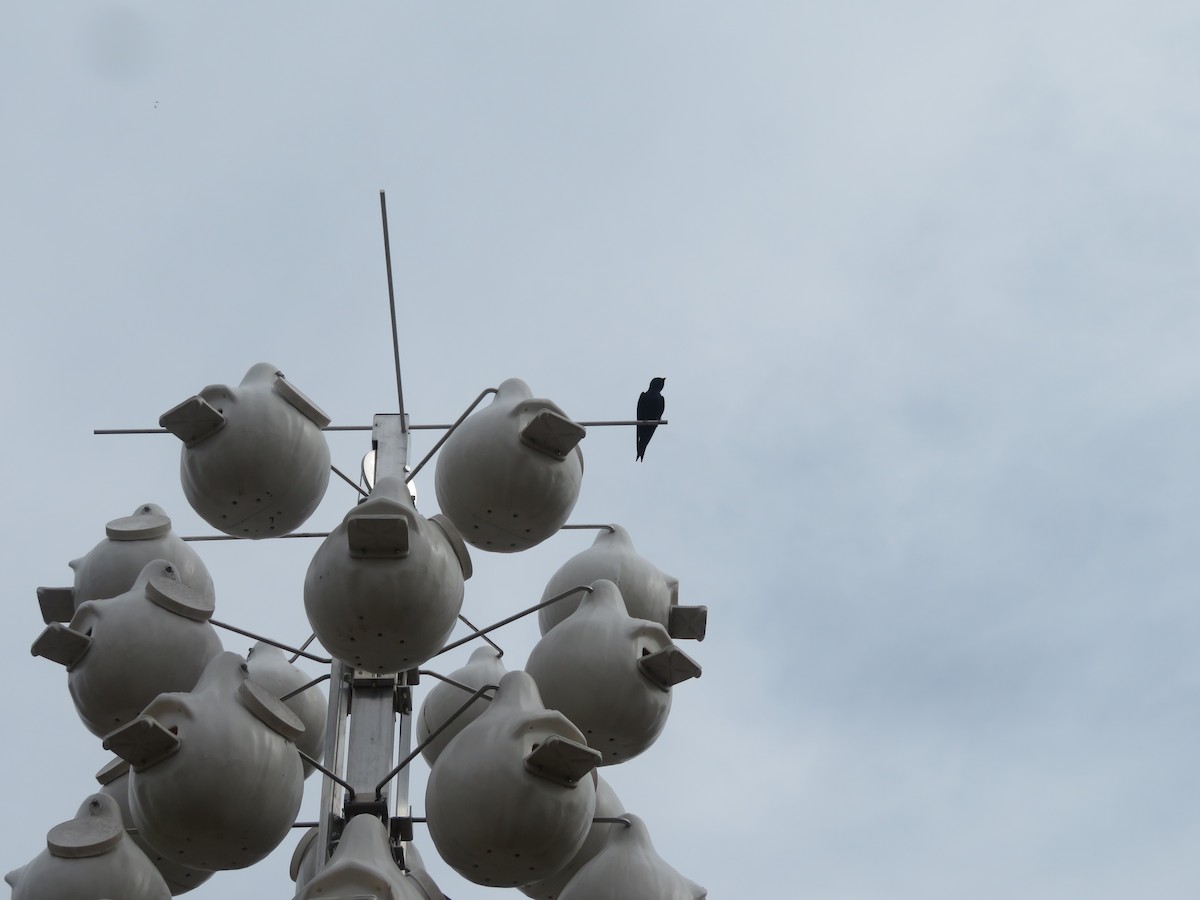 Purple Martin - WARREN MENDENHALL