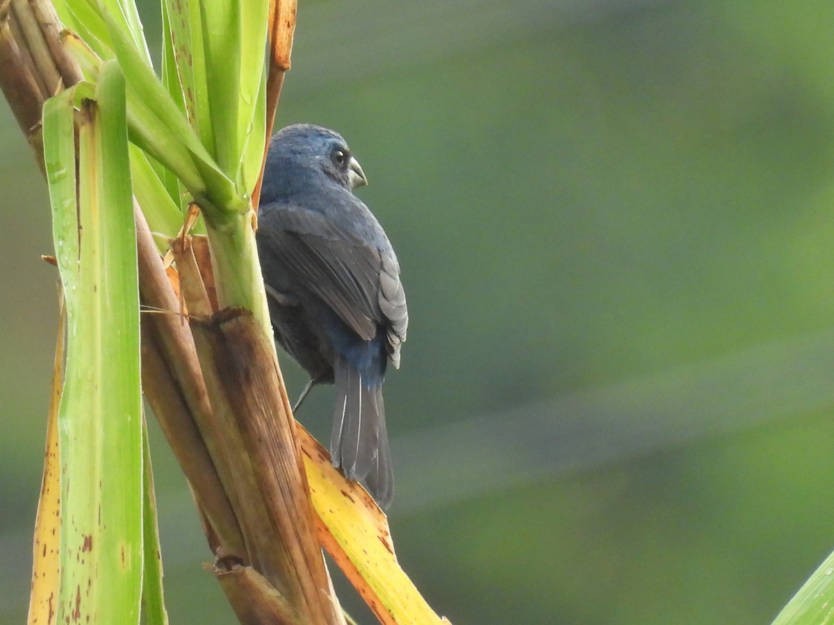 Ultramarine Grosbeak - ML615134475