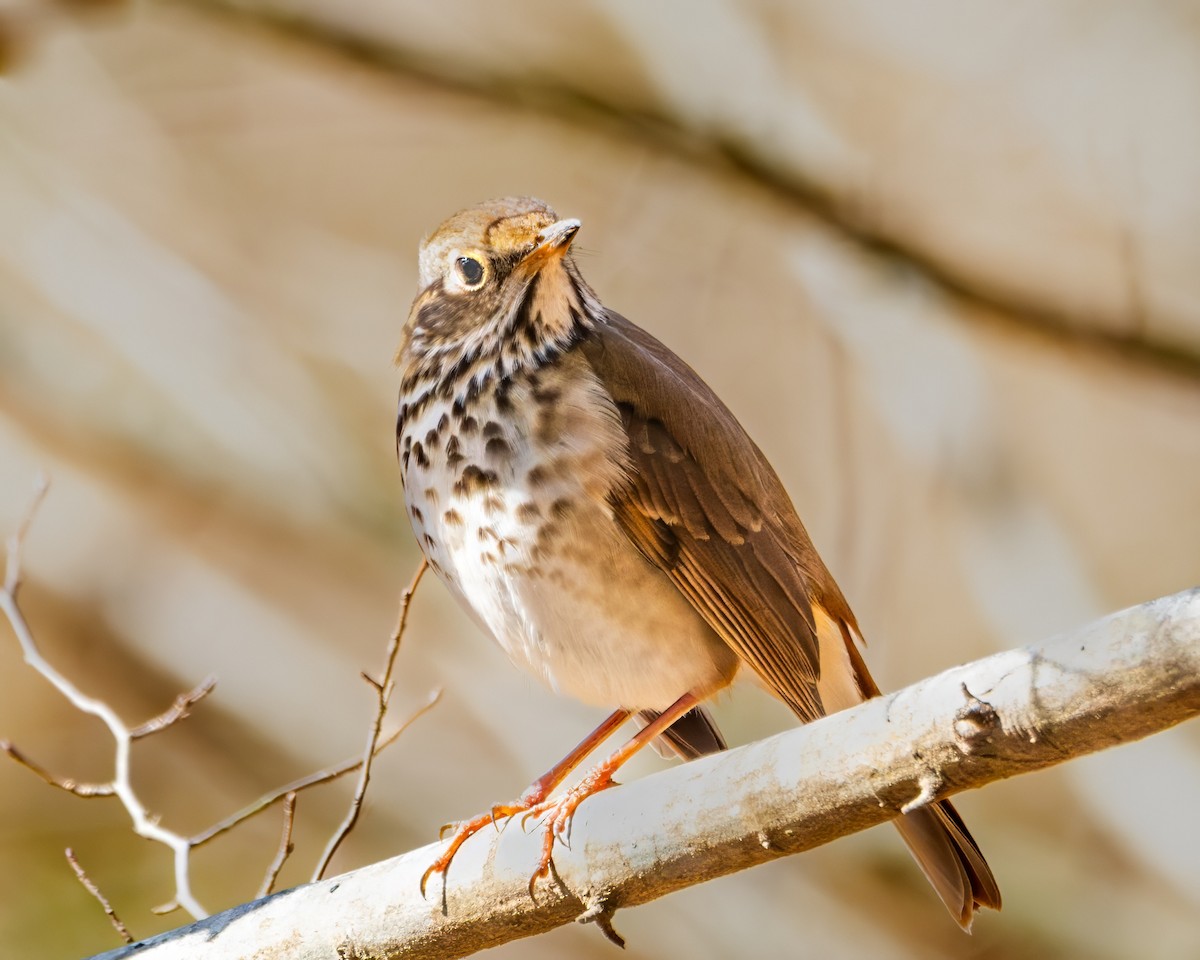 Hermit Thrush - ML615134479