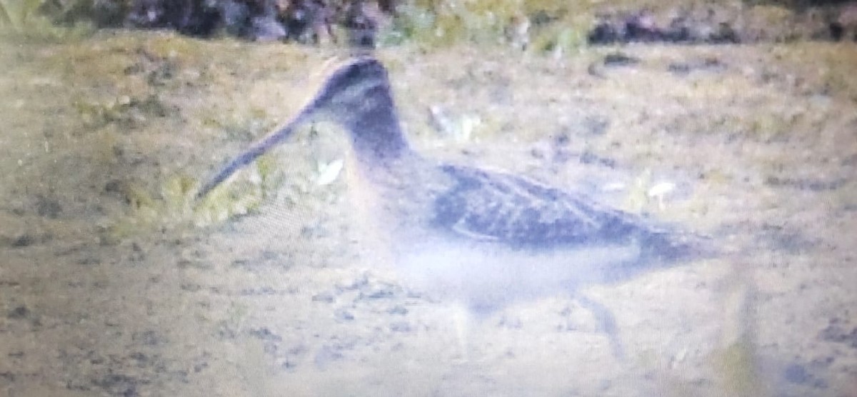 Common Snipe - Kushagra Rajendra