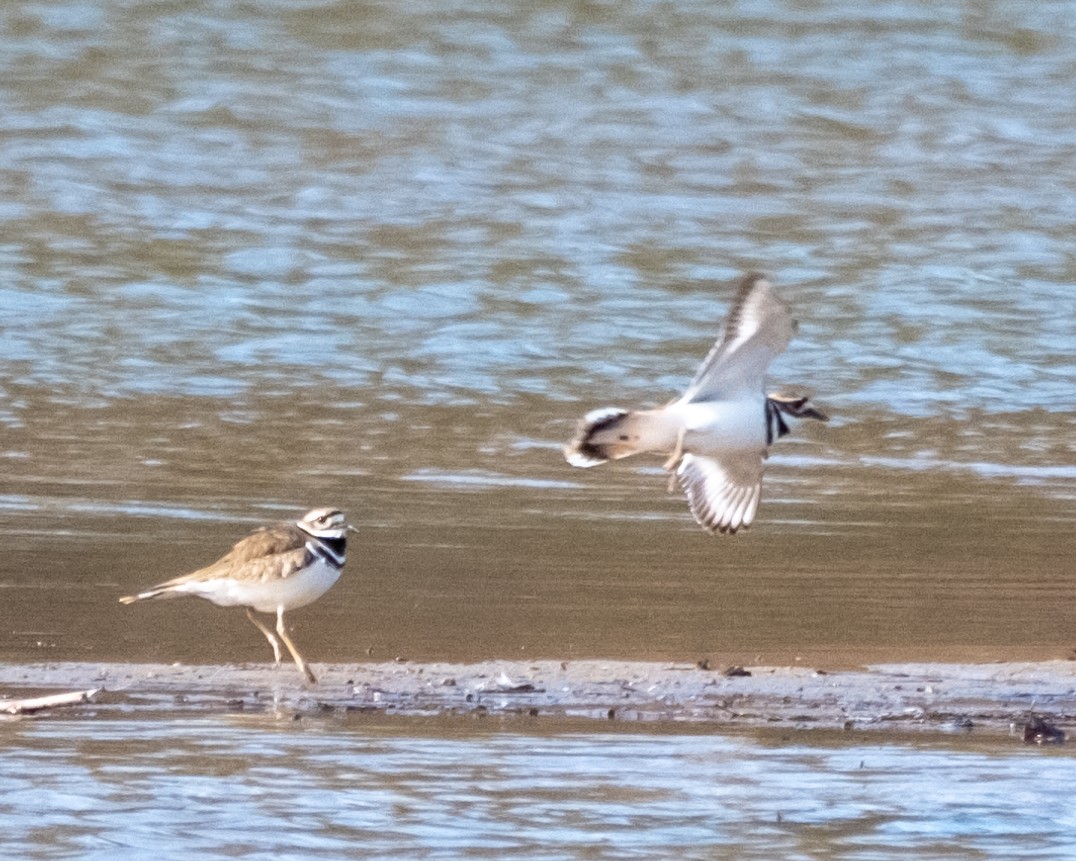 Killdeer - ML615134533