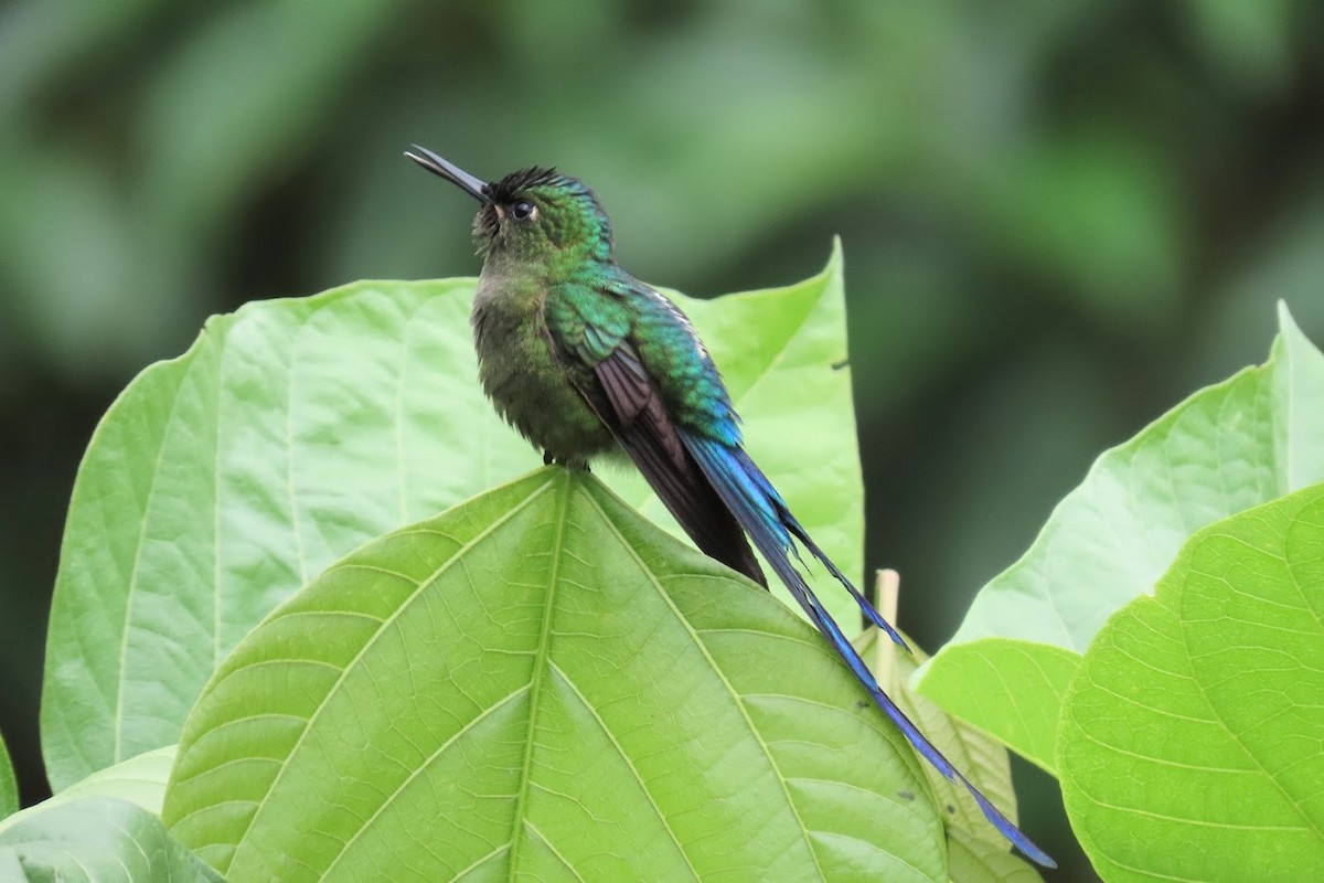 Violet-tailed Sylph - ML615134544