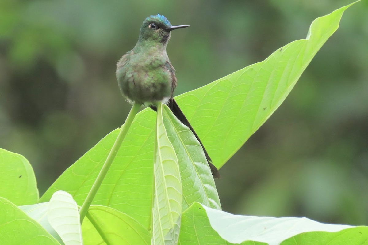 Violet-tailed Sylph - ML615134545