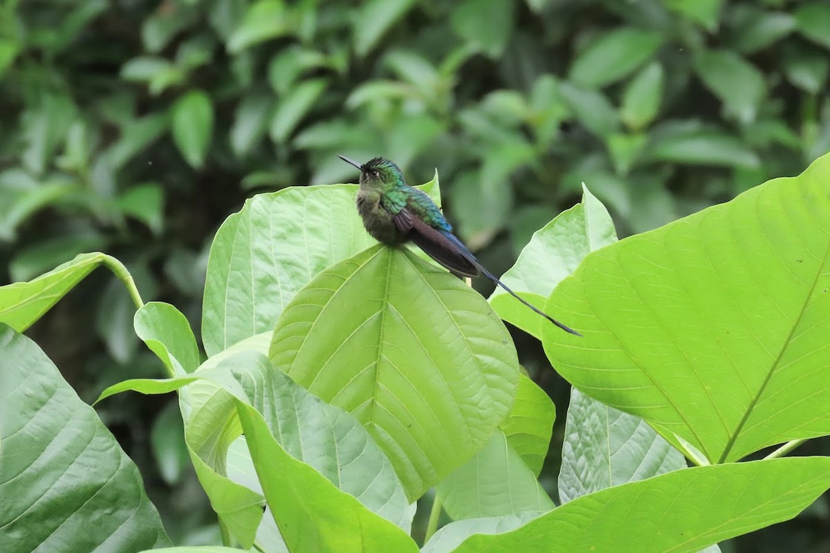 Violet-tailed Sylph - ML615134546