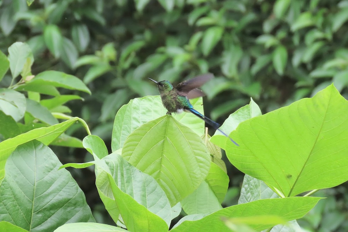 Violet-tailed Sylph - ML615134548