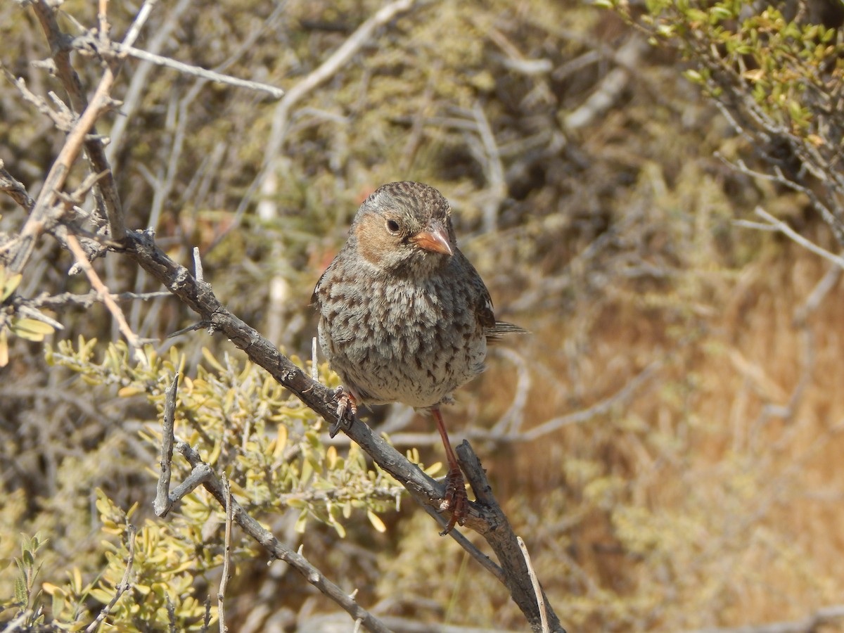 Mourning Sierra Finch - ML615134564