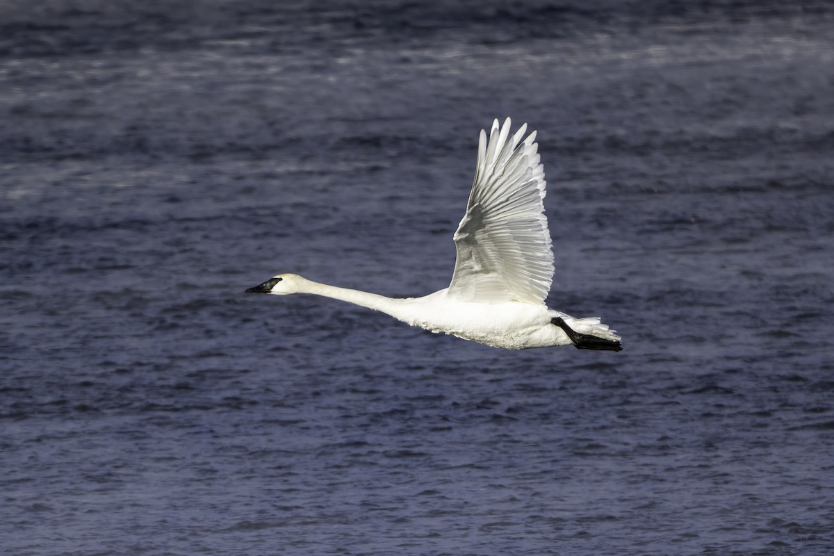 Trumpeter Swan - ML615134612
