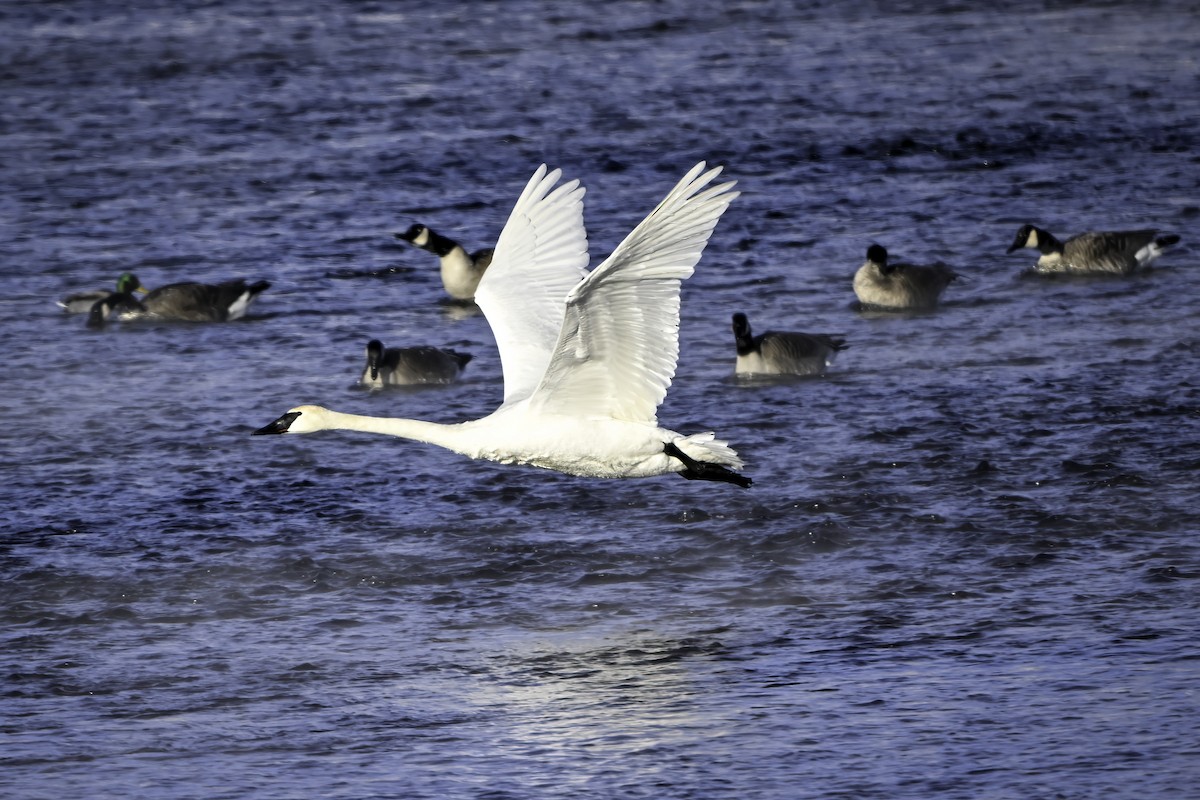 Trumpeter Swan - ML615134613