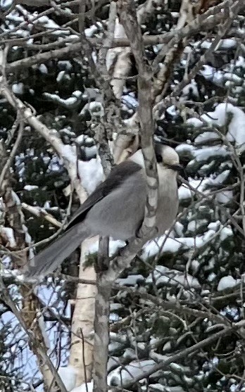 Canada Jay - ML615134614