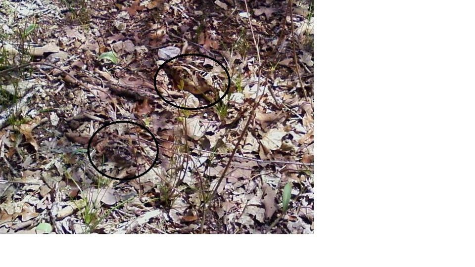 sluka americká - ML615134621