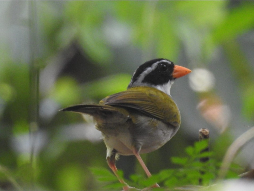 Orange-billed Sparrow - James Suárez cárdenas