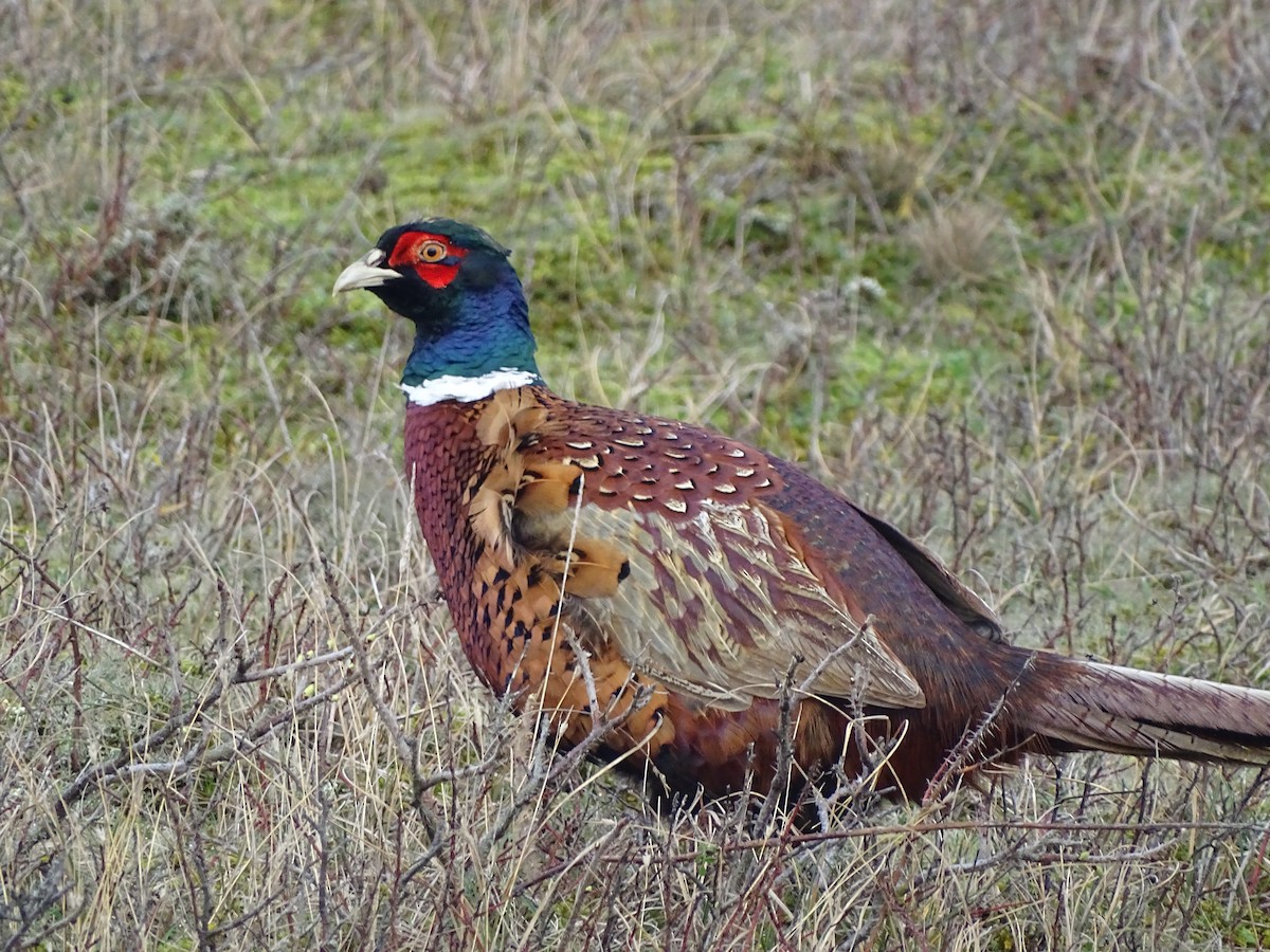Ring-necked Pheasant - ML615134729