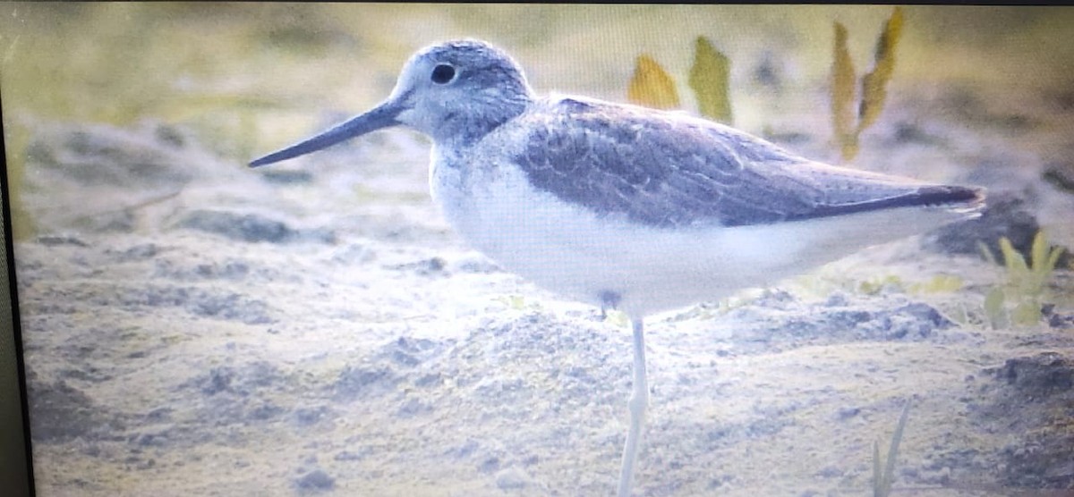 Common Greenshank - ML615134778