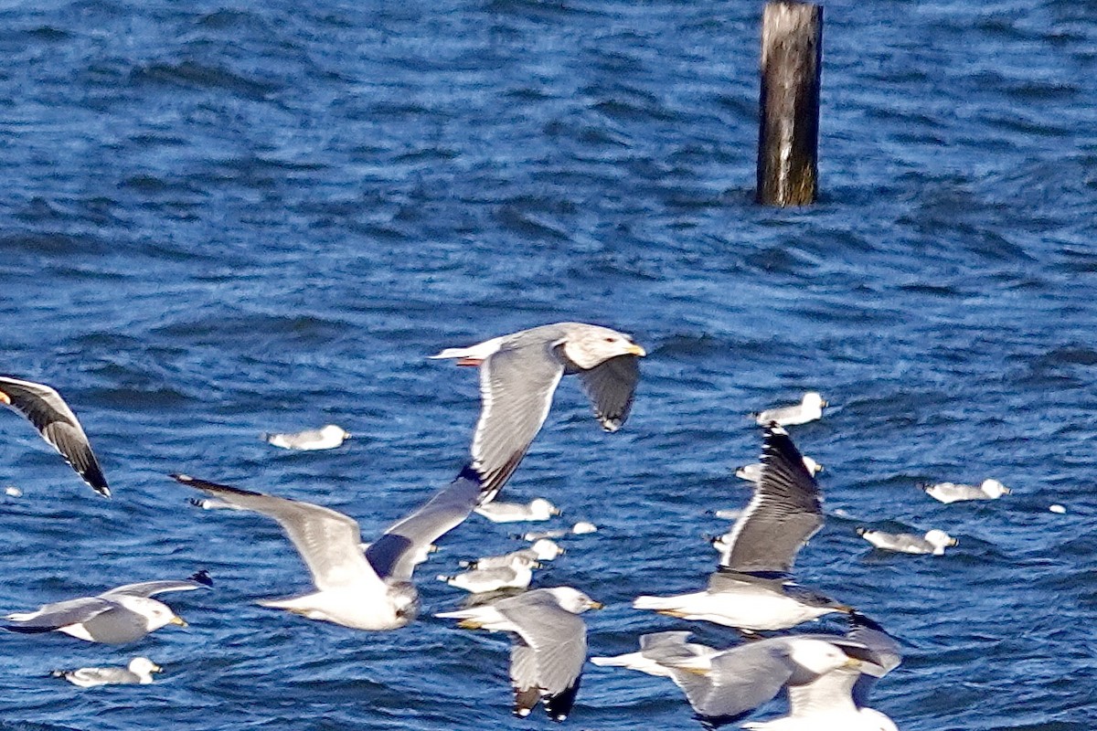 Gaviota Groenlandesa (thayeri) - ML615134801