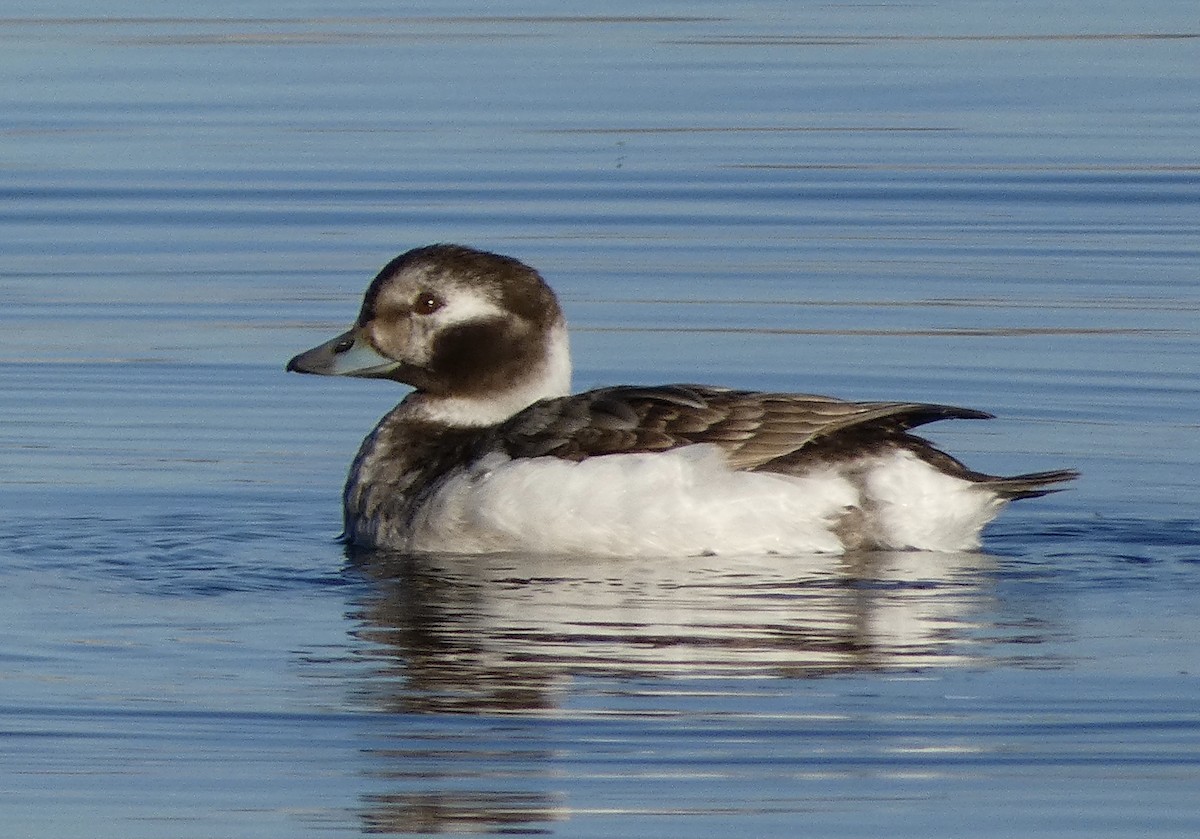 Long-tailed Duck - ML615134836