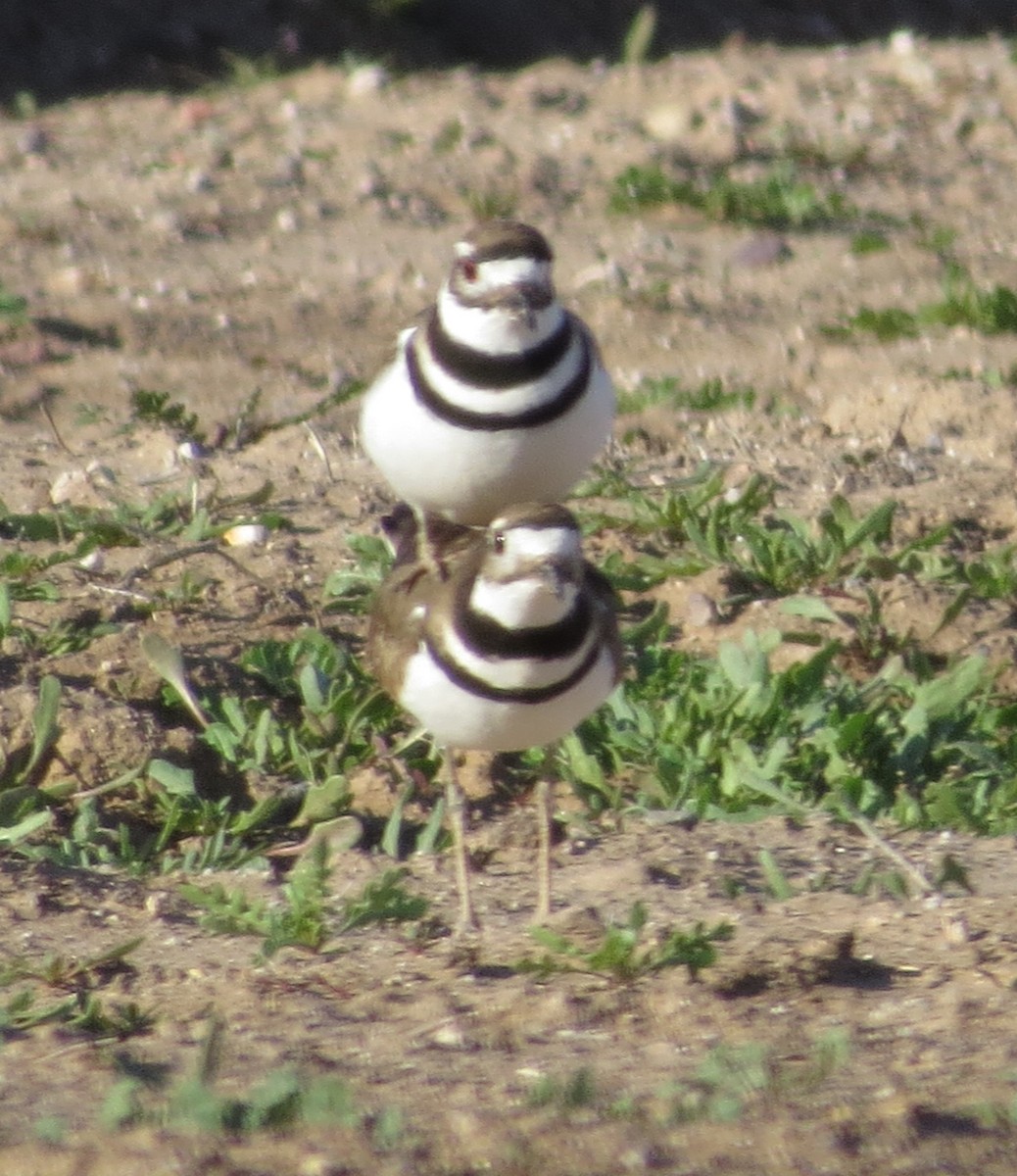 Killdeer - ML615134958