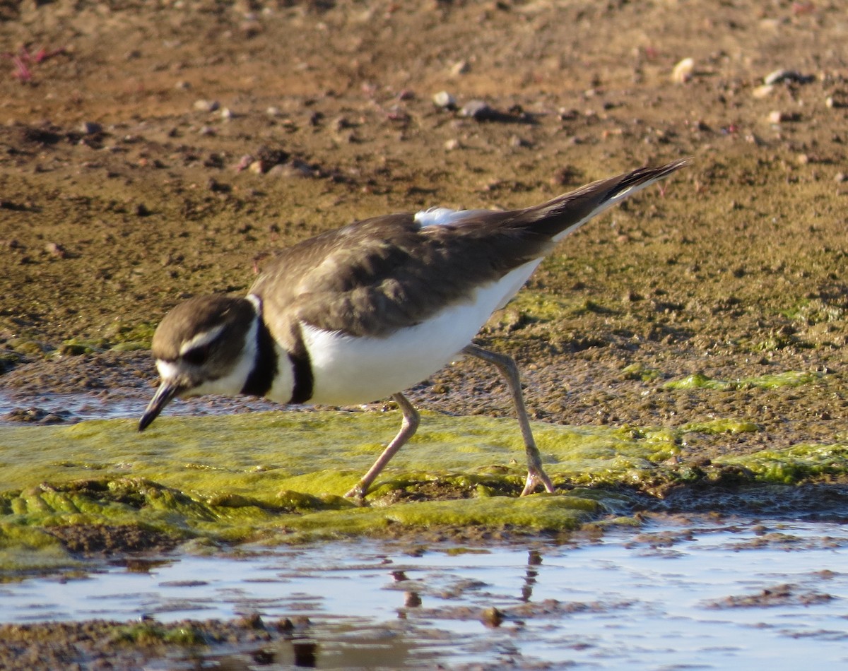 Killdeer - ML615134961