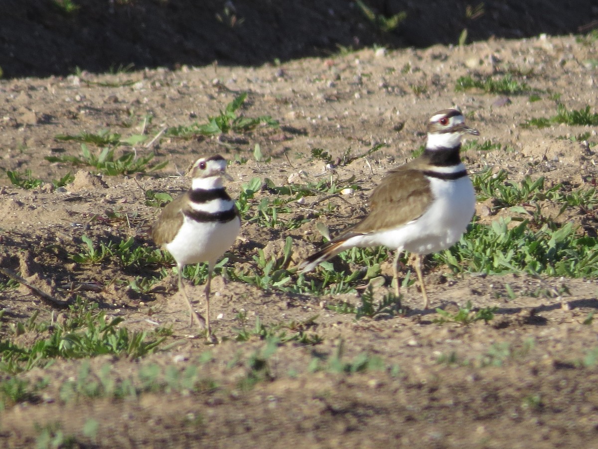 Killdeer - ML615134962