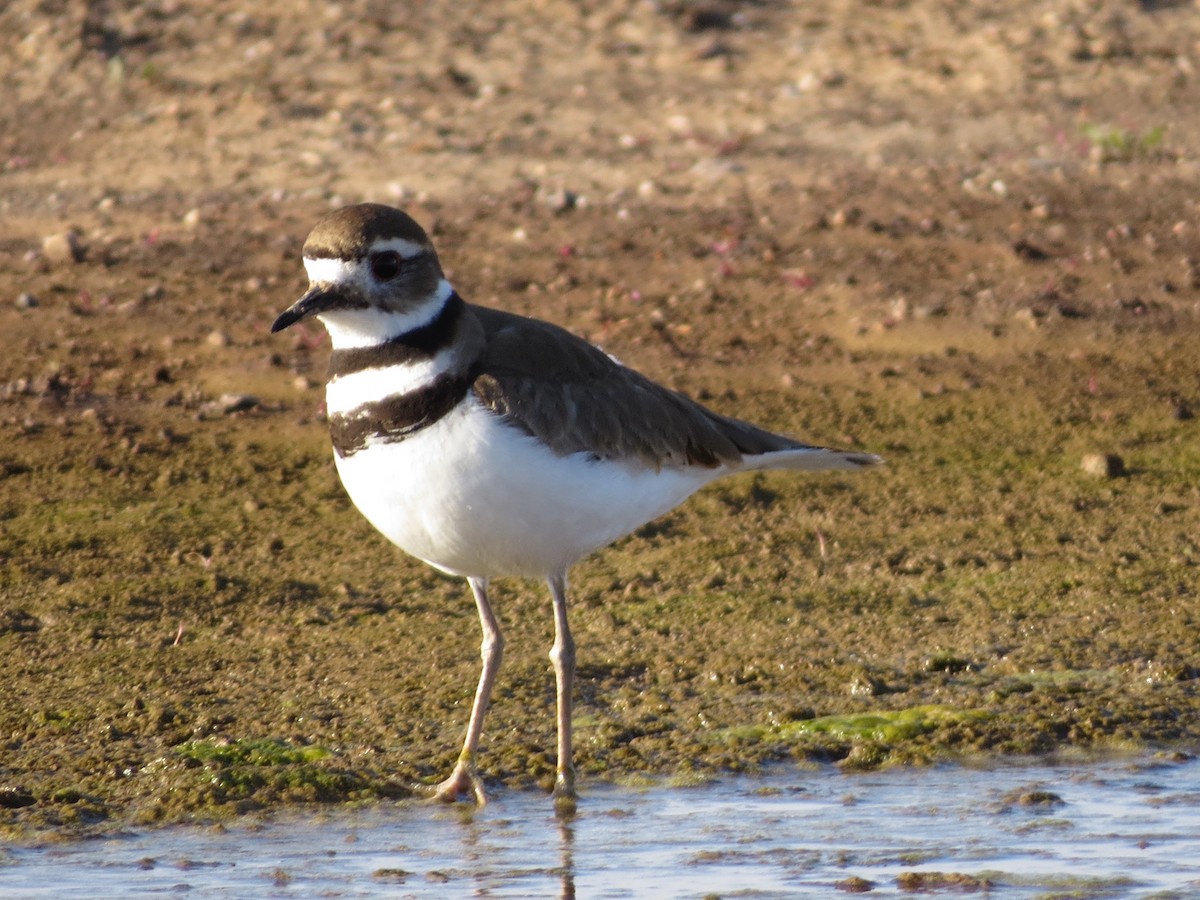 Killdeer - ML615134966