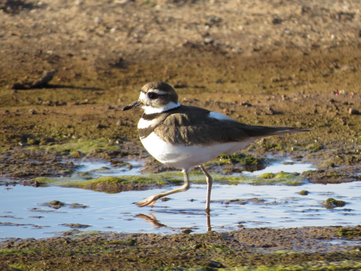 Killdeer - ML615134967