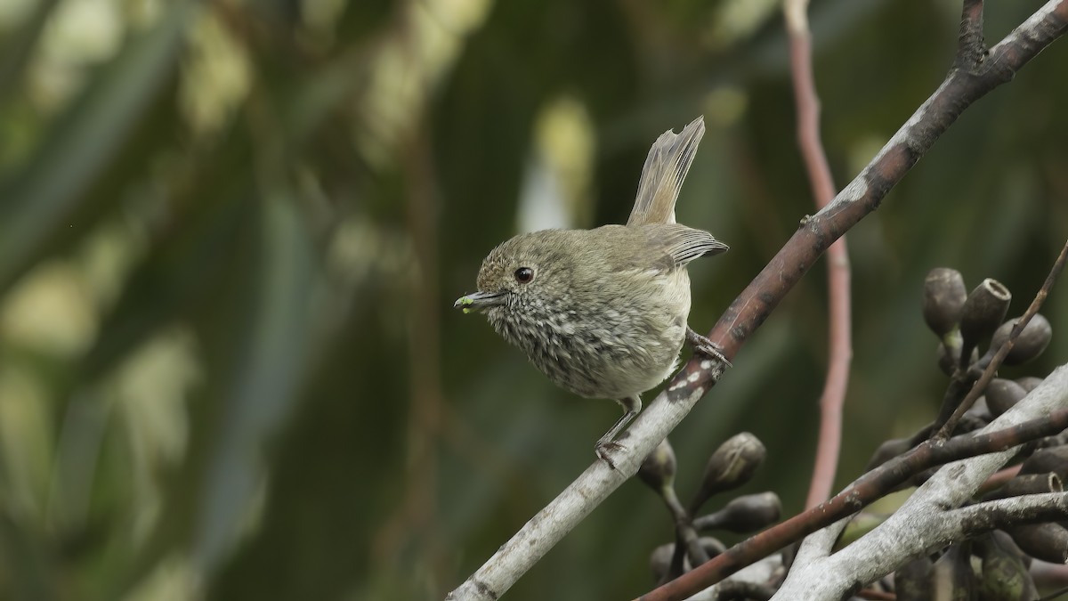 Brown Thornbill - Markus Craig