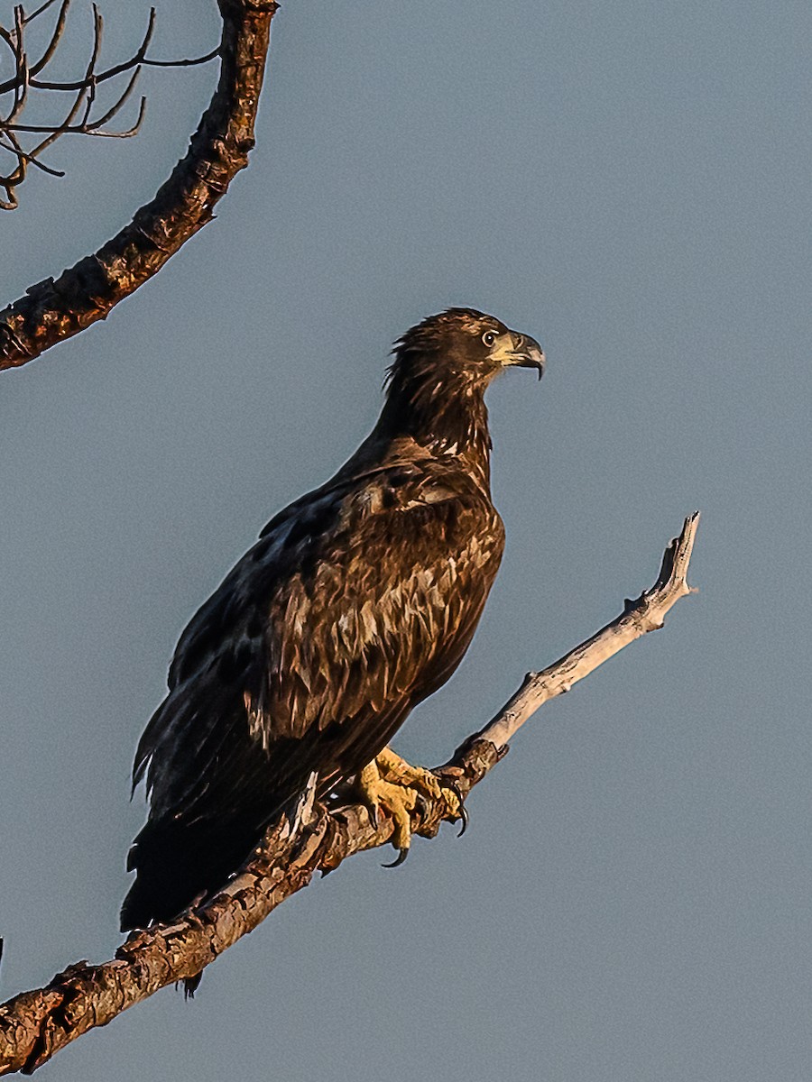 Bald Eagle - ML615135022