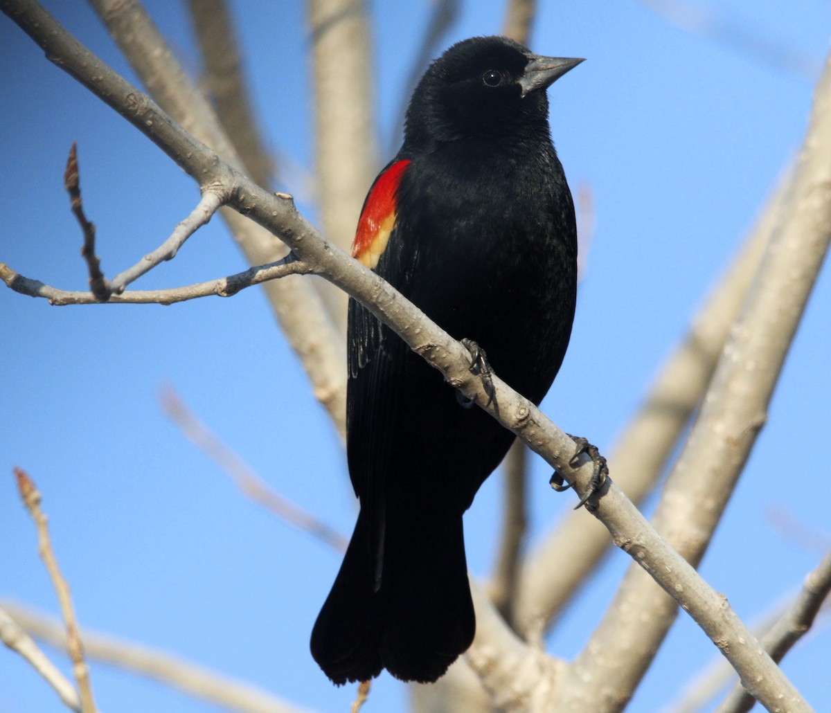 Red-winged Blackbird - ML615135038