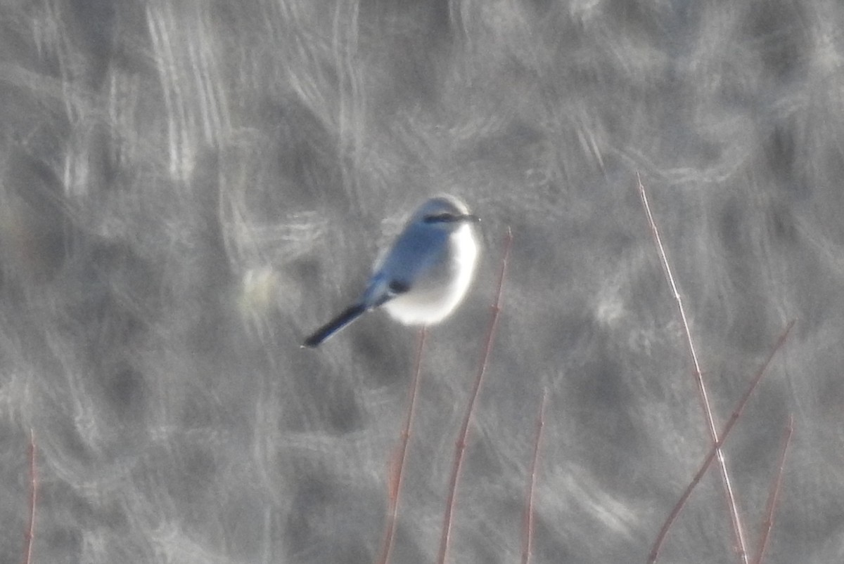 Northern Shrike - ML615135096