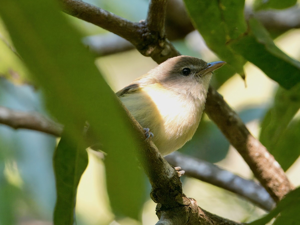 Vireo Puertorriqueño - ML615135170