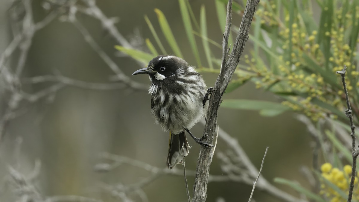 New Holland Honeyeater - ML615135171