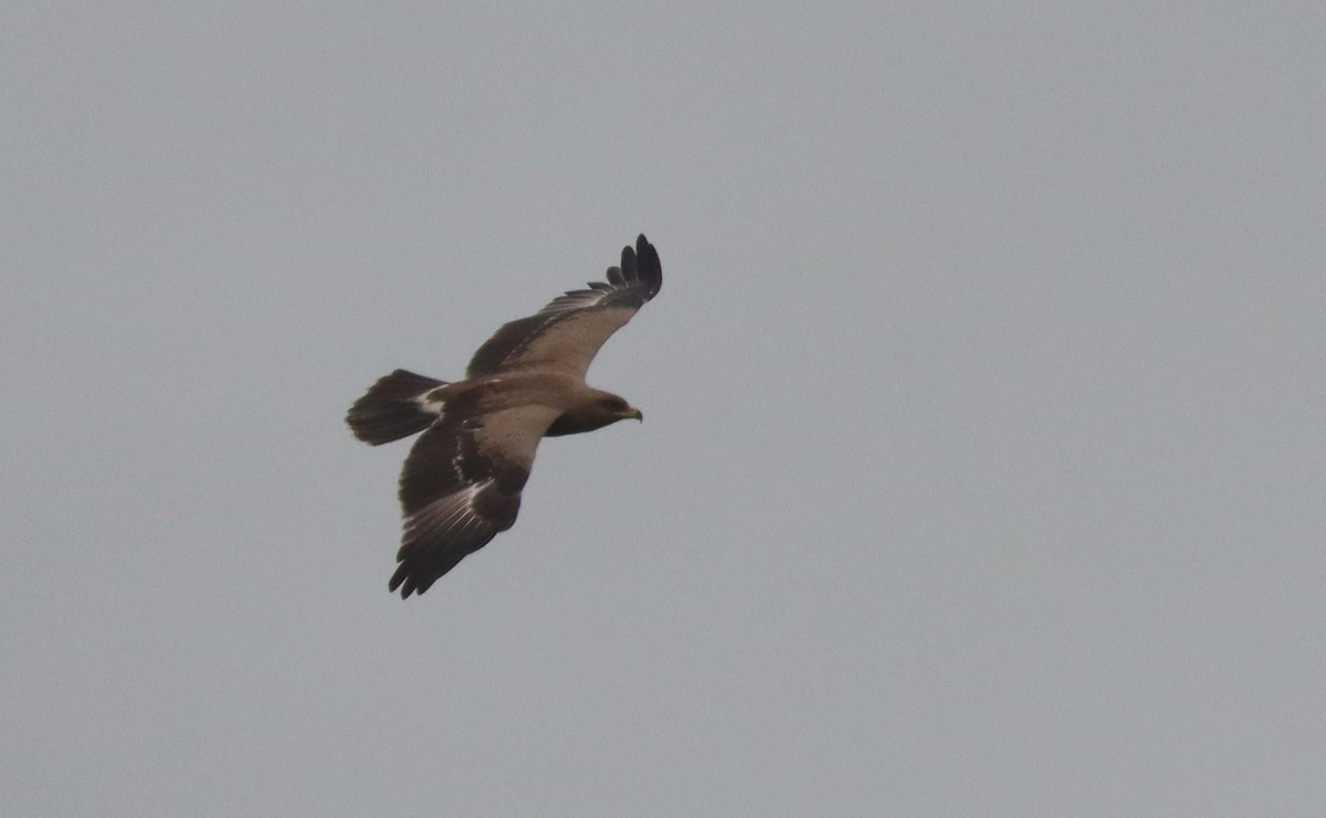 Lesser Spotted Eagle - ML615135236