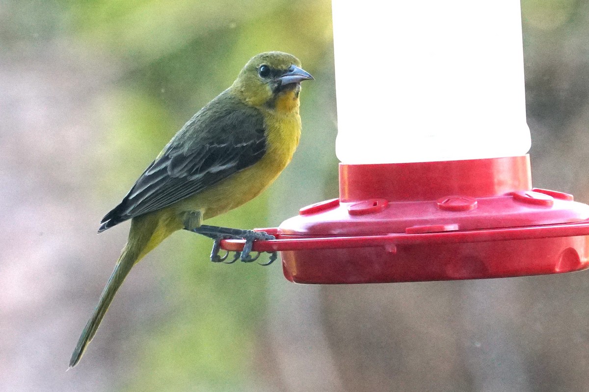 Hooded Oriole - ML615135297