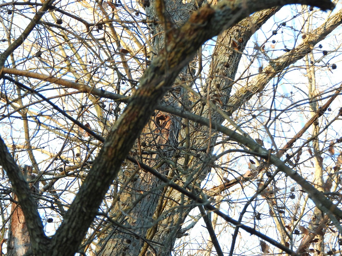 Eastern Screech-Owl - ML615135350