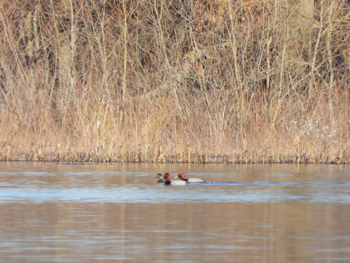 Redhead - ML615135354