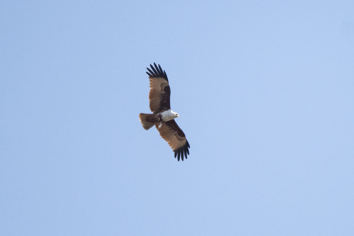 Brahminy Kite - ML615135397