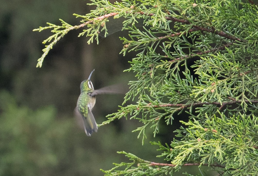 Colibrí Gorjiescamoso - ML61513541