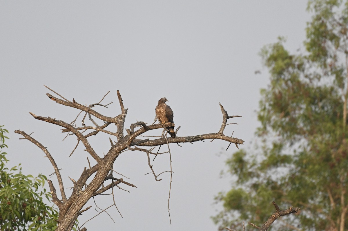 Oriental Honey-buzzard - ML615135509