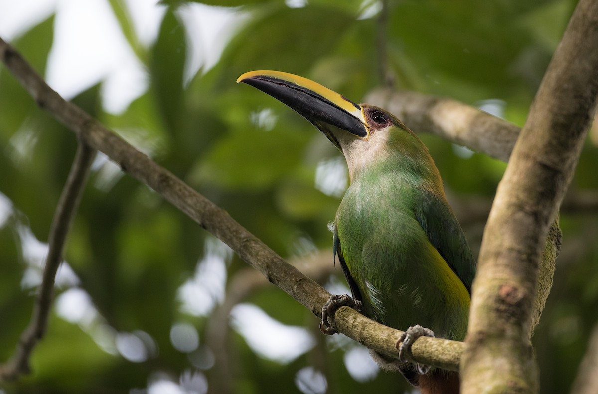 Northern Emerald-Toucanet - ML61513551