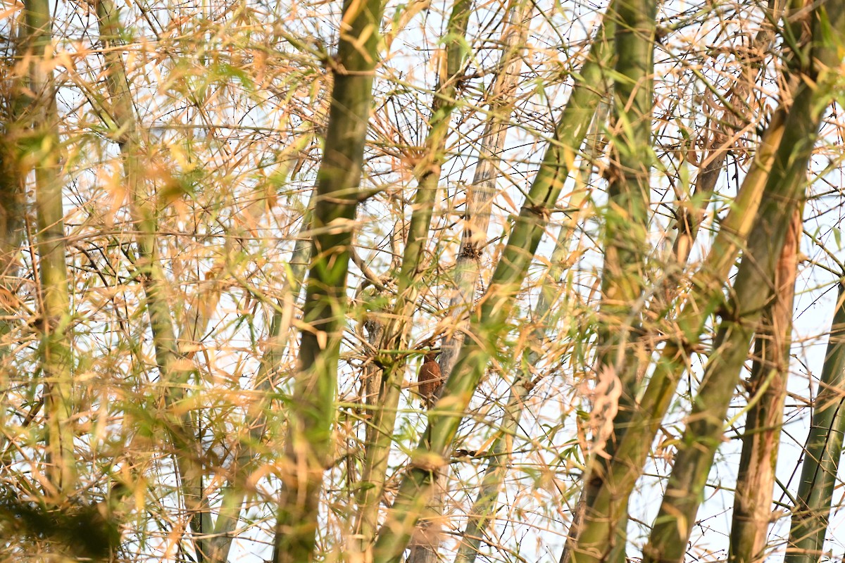 Rufous Woodpecker - Praveen Baddi