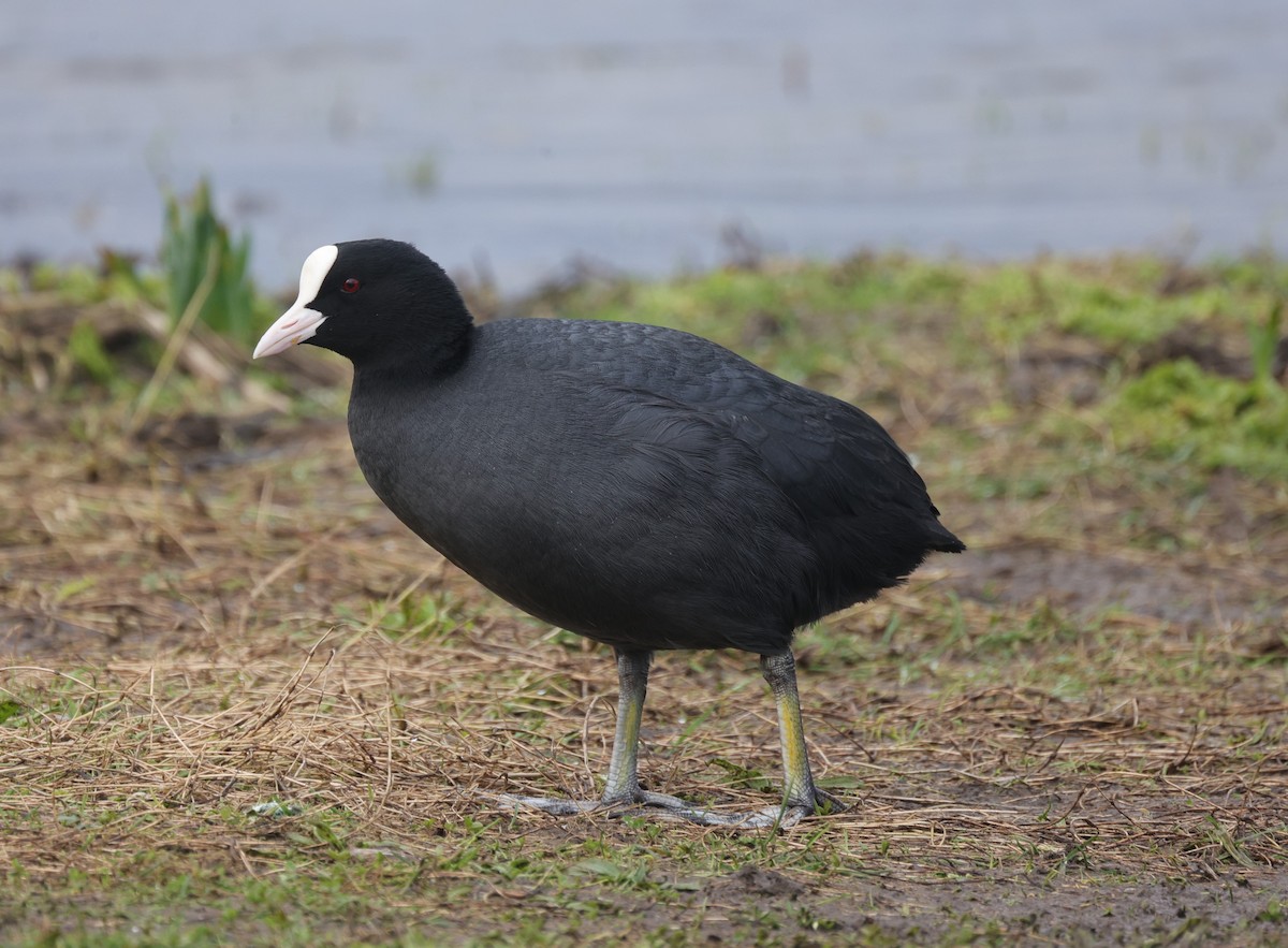 Eurasian Coot - Paul Wheatland